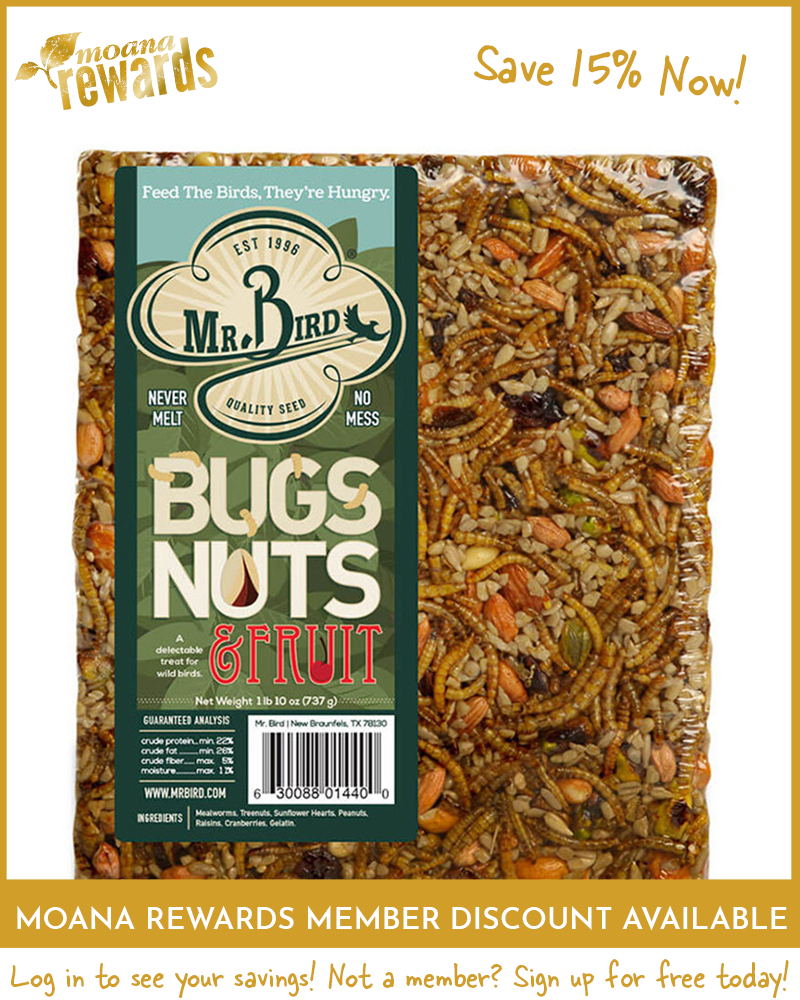 Bugs, Nuts & Fruit Seed Cake Large