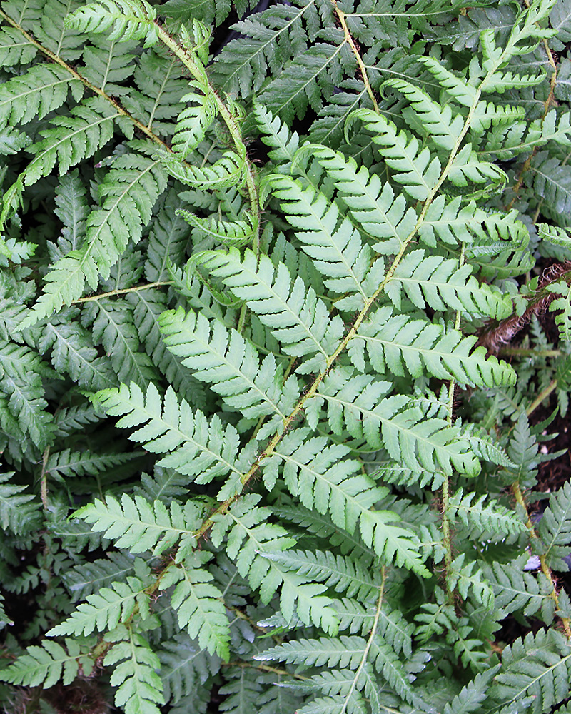 Fern Australian Tree 6"