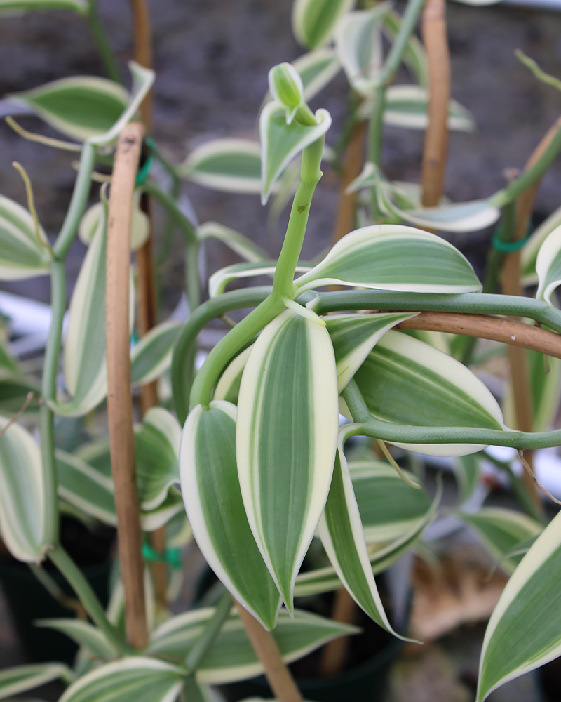 Orchid Vanilla Variegated 5"