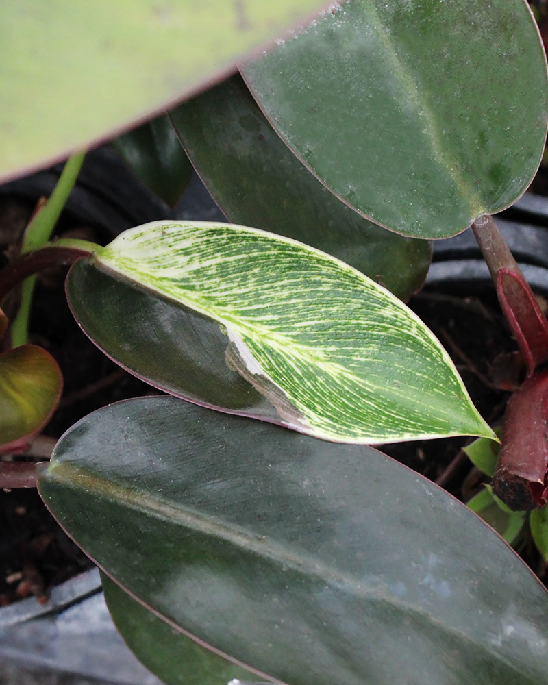Philodendron Mutant Birkin 4"