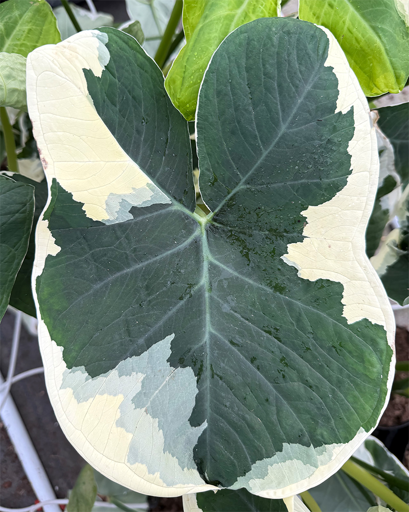 Alocasia Mickey Mouse 6"