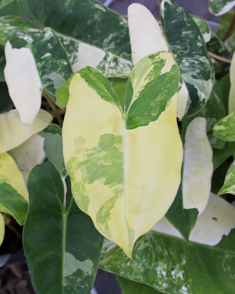 Philodendron Burle Marx Variegated 4"