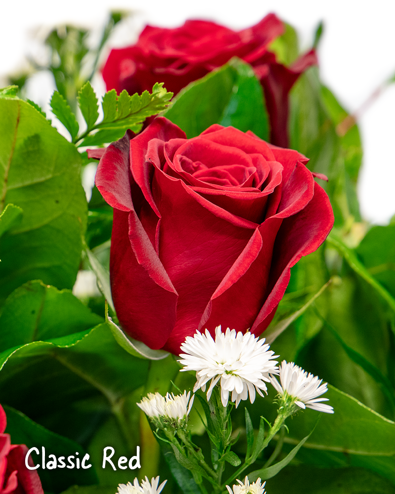 Dozen Roses \'Choose Color\' Floral Arrangement from $100-$150