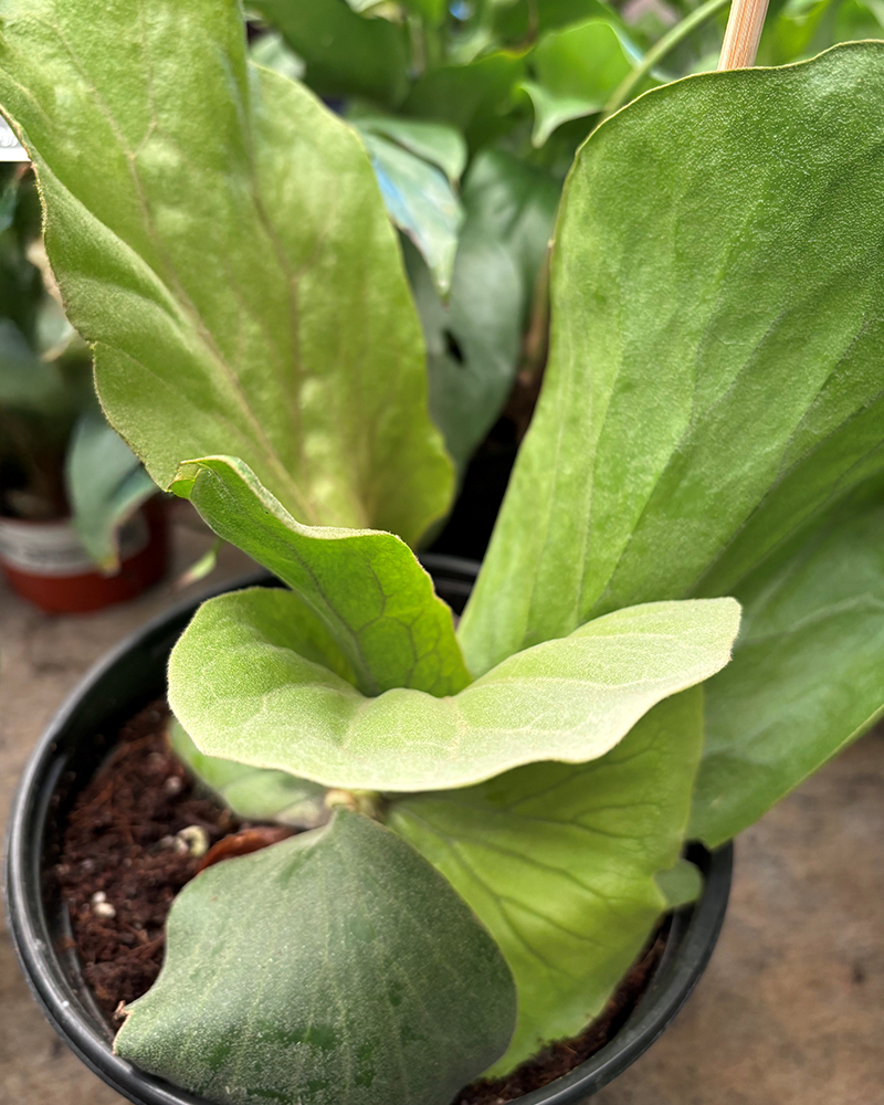 Fern Elephant Staghorn 6"