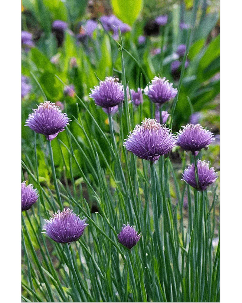 Chives