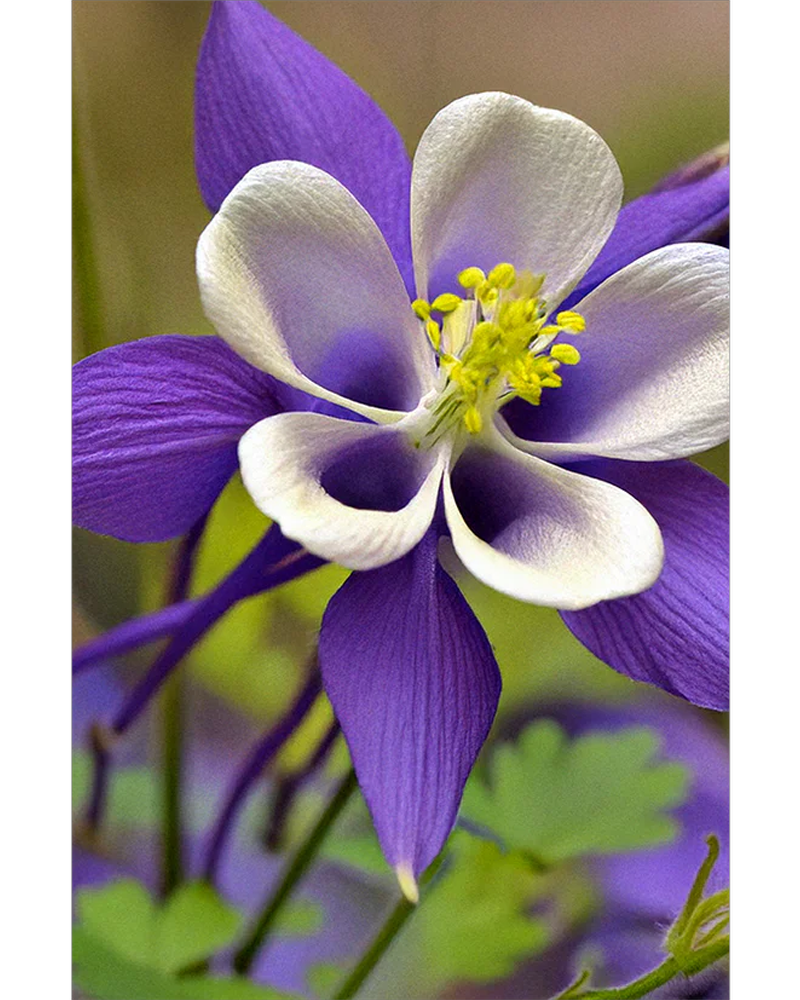 Columbine