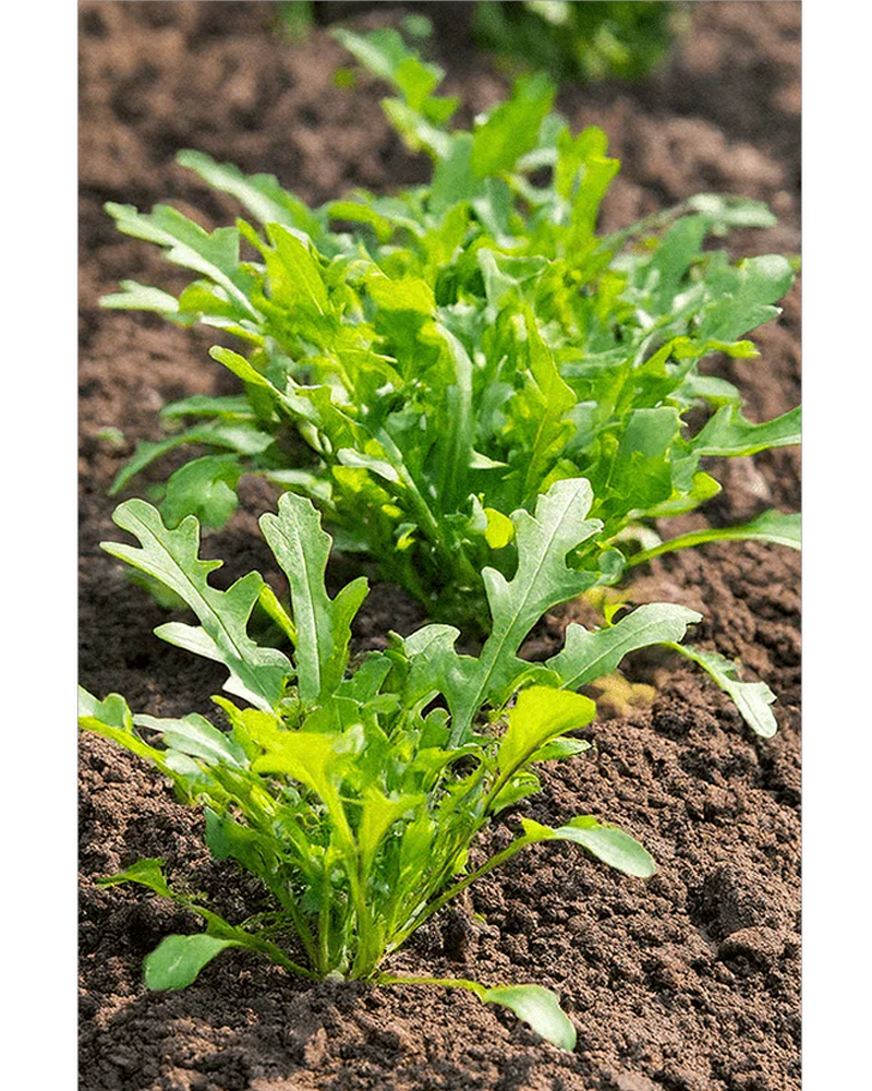 Arugula