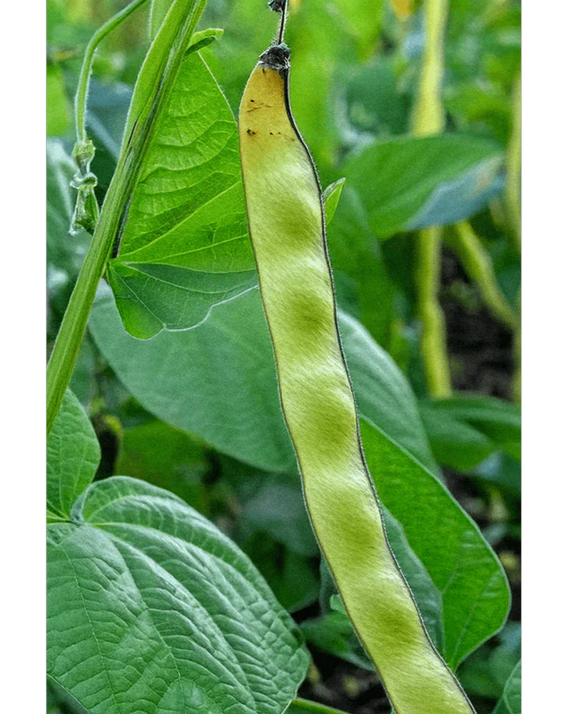 King of the Garden Bean