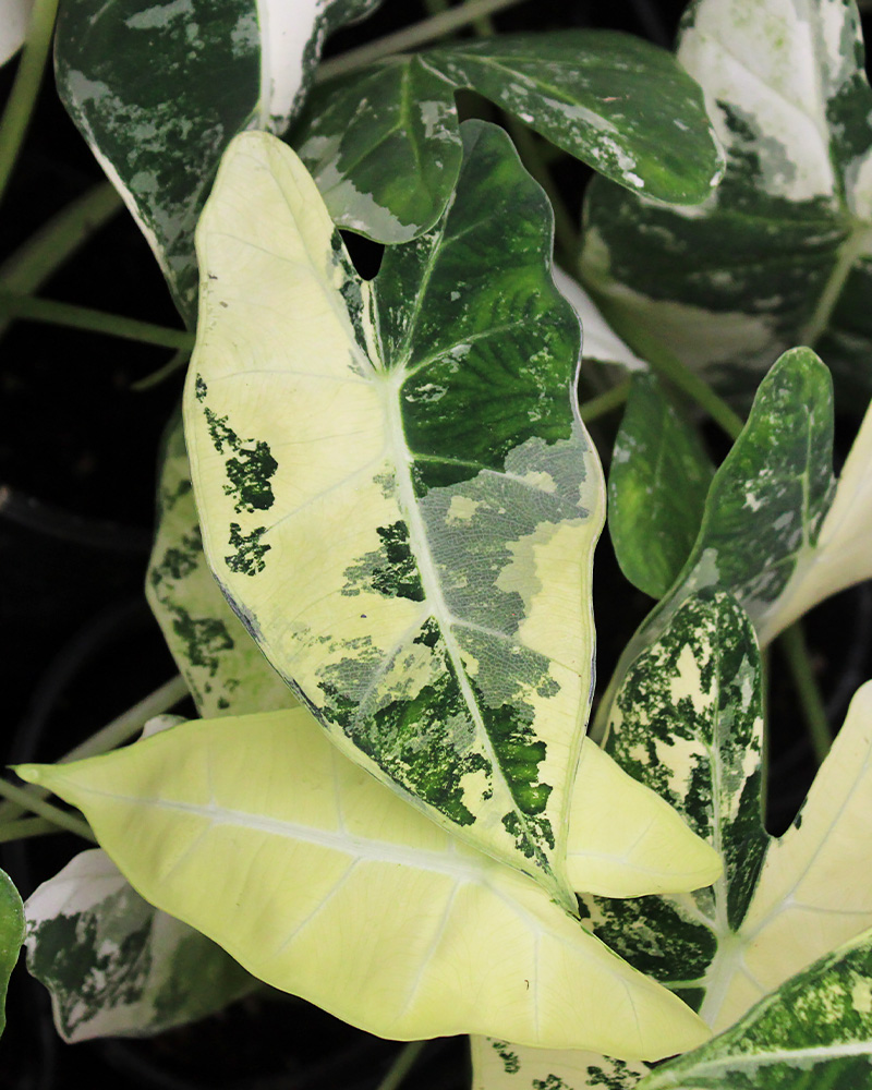 Alocasia Frydek Variegated 4"