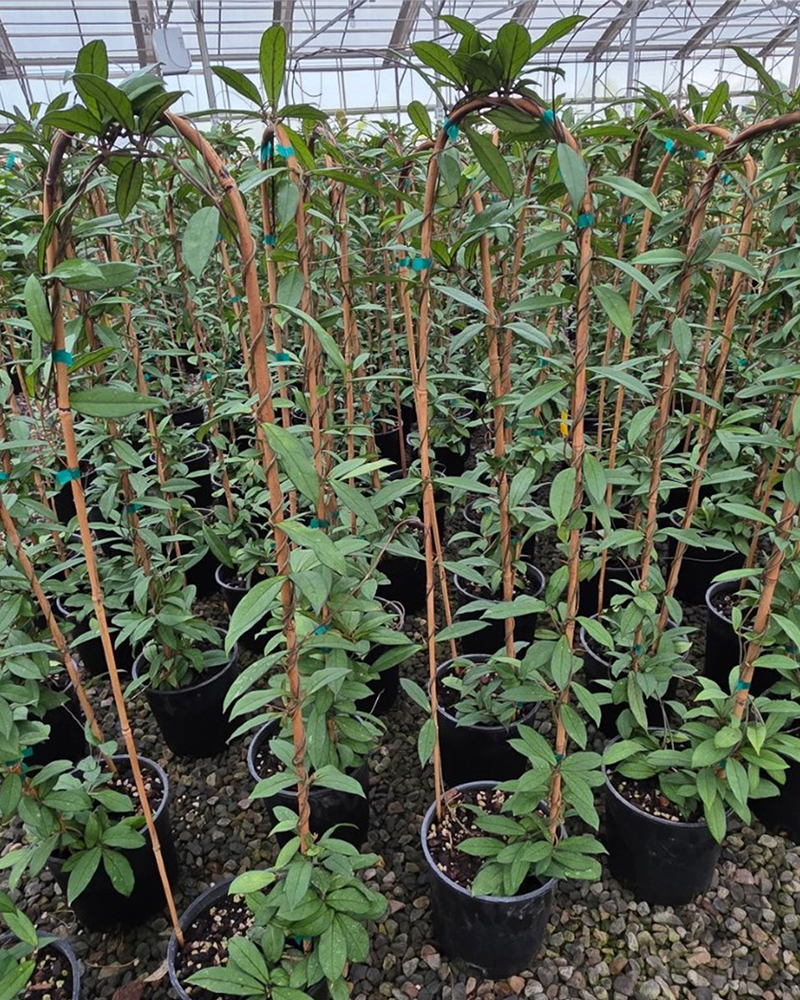 Hoya Crassipetiolata 10"