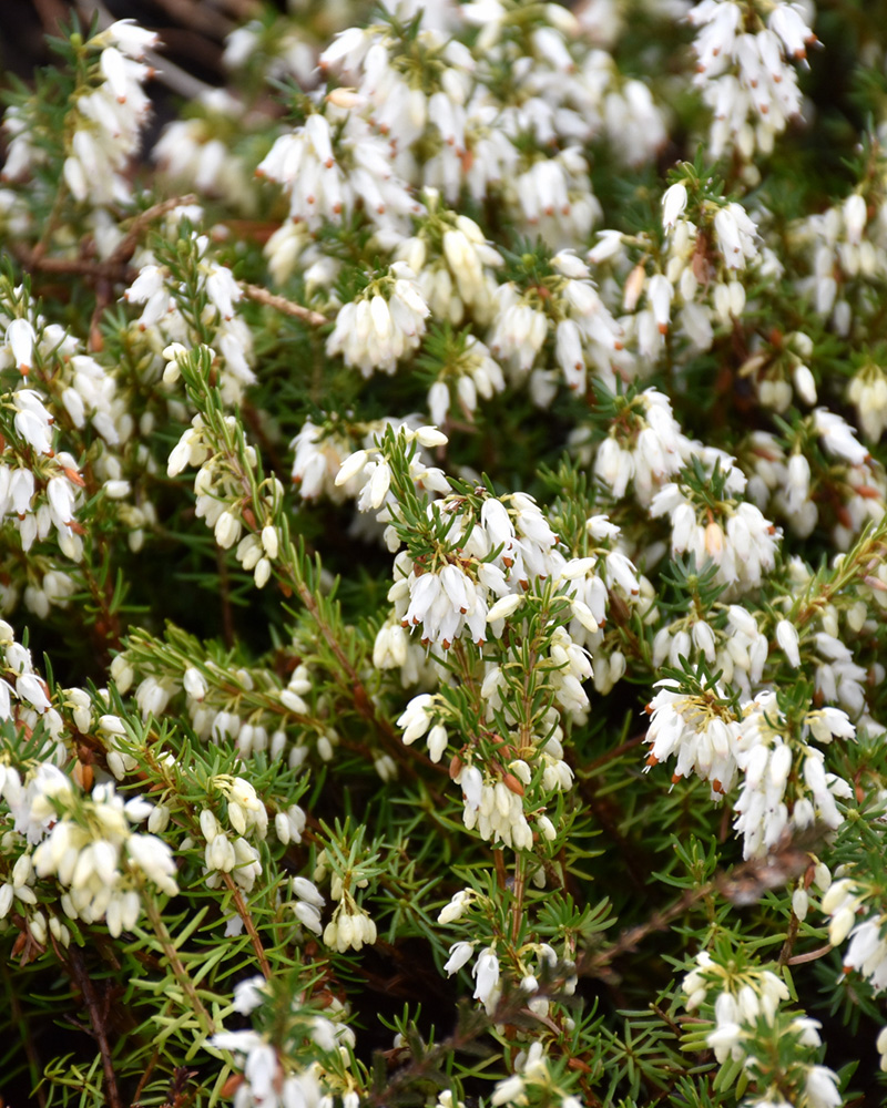 Springwood White Heath #1<br><i>Erica carnea 'Springwood White'</br></i>