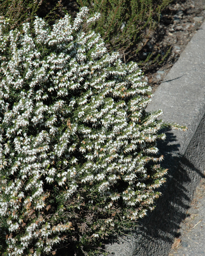 Springwood White Heath #1<br><i>Erica carnea \'Springwood White\'</br></i>