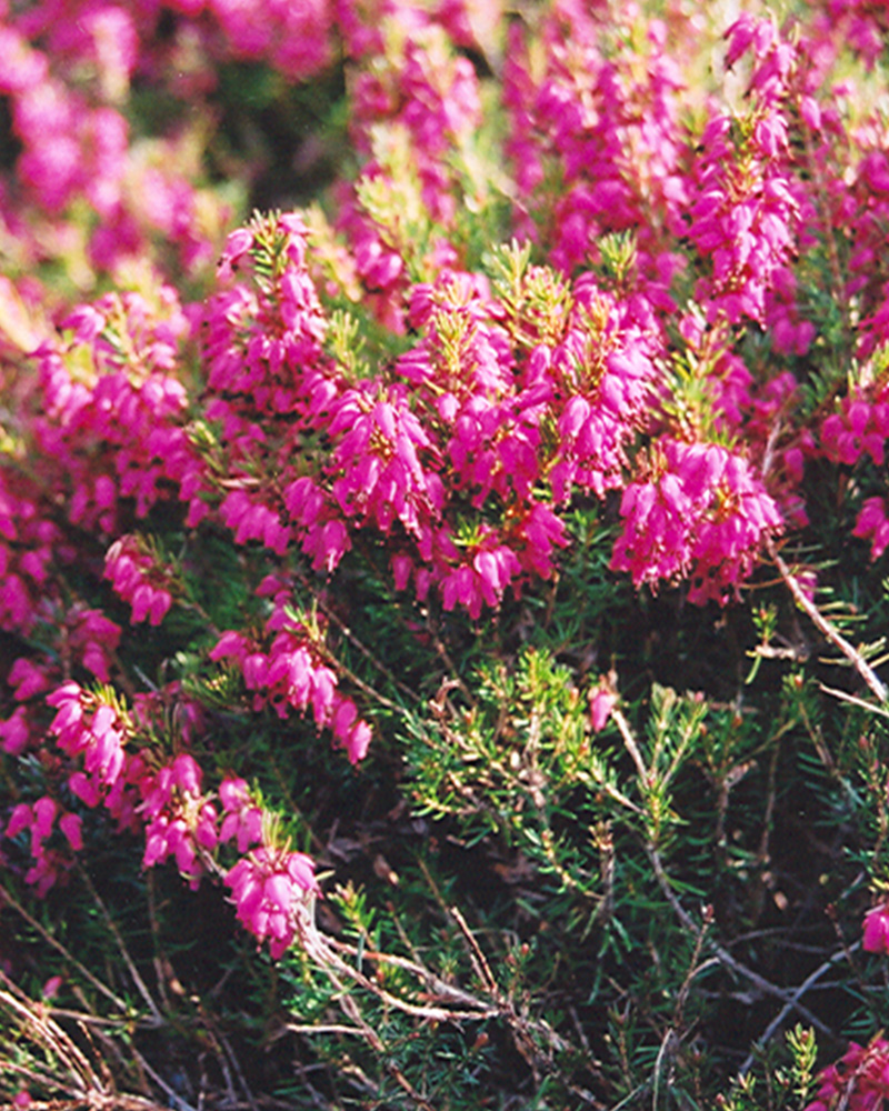 Porter's Red Heath #1<br><i>Erica carnea 'Porter's Red'</br></i>