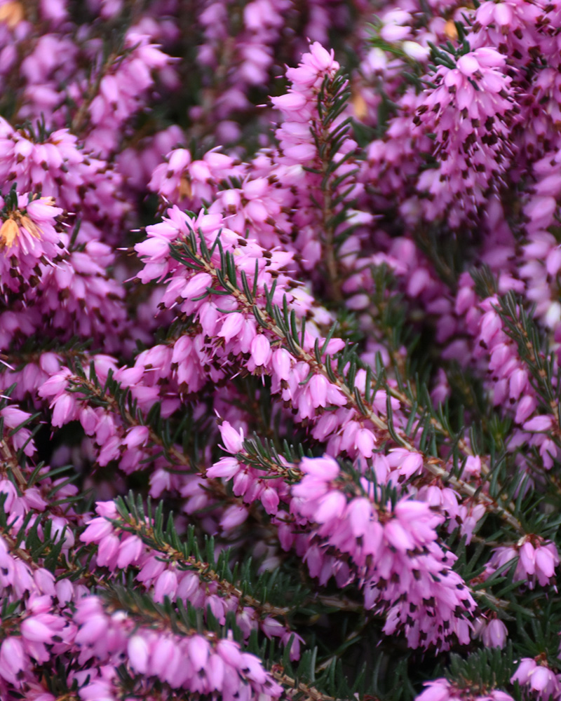 Darley Dale Heath #1<br><i>Erica x darleyensis 'Darley Dale'</br></i>