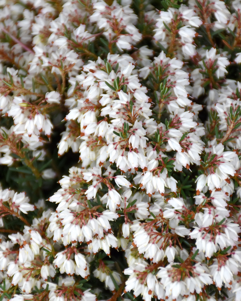 Silberschmelze Heath #1<br><i>Erica x darleyensis 'Silberschmelze'</br></i>