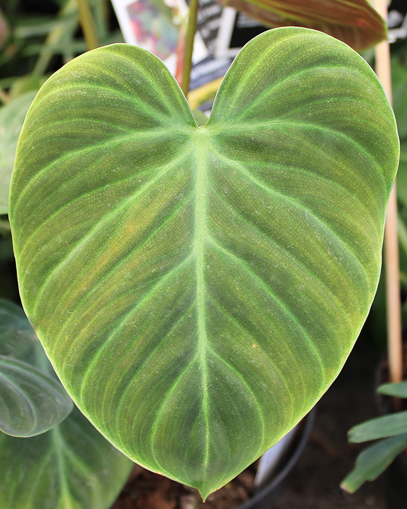 Philodendron El Choco Red 6"