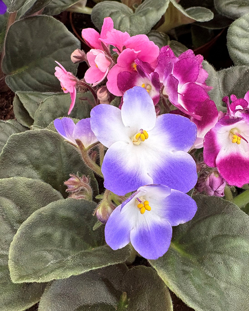 African Violet 6"