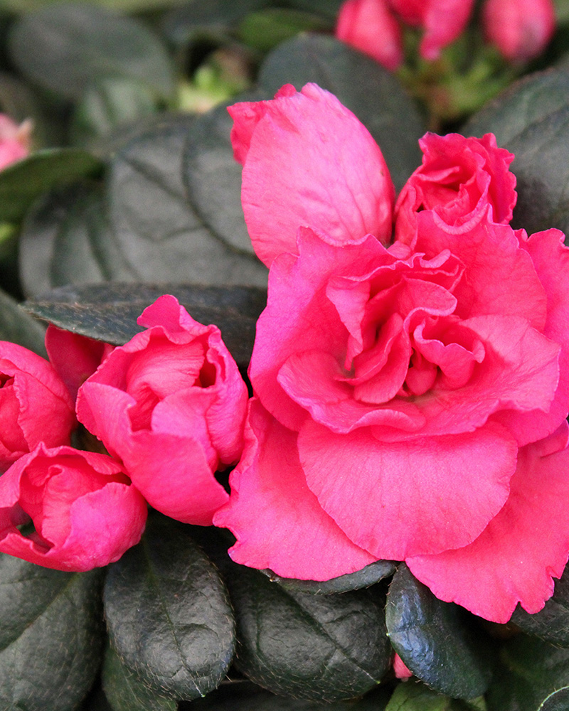 Azalea 'Choose Color' 6"
