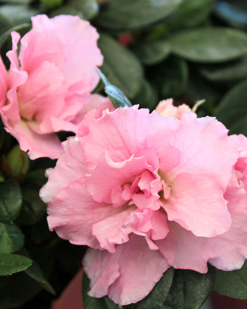 Azalea \'Choose Color\' 6\"