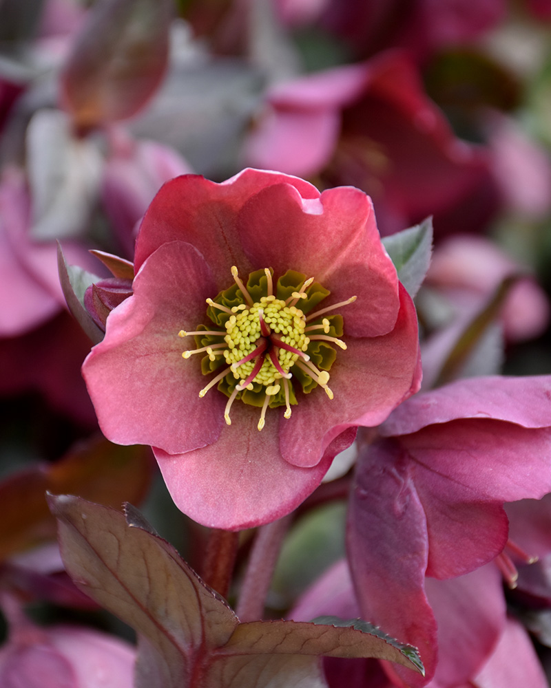 Penny's Pink Hellebore #1<br><i>Helleborus 'Penny's Pink'</br></i>
