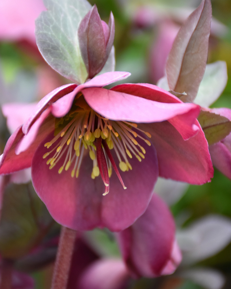 Penny\'s Pink Hellebore #1<br><i>Helleborus \'Penny\'s Pink\'</br></i>