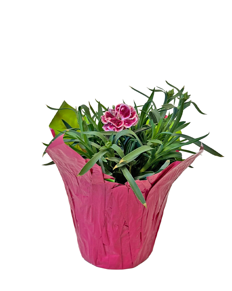 SuperTrouper� Red Pink Dianthus 4"<br><i>Dianthus caryophyllus 'SuperTrouper Red Pink'</br></i>