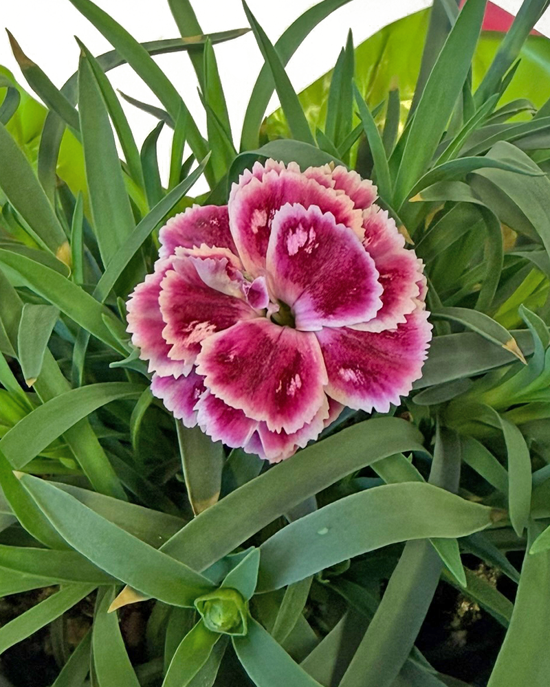 SuperTrouper� Red Pink Dianthus 4\"<br><i>Dianthus caryophyllus \'SuperTrouper Red Pink\'</br></i>
