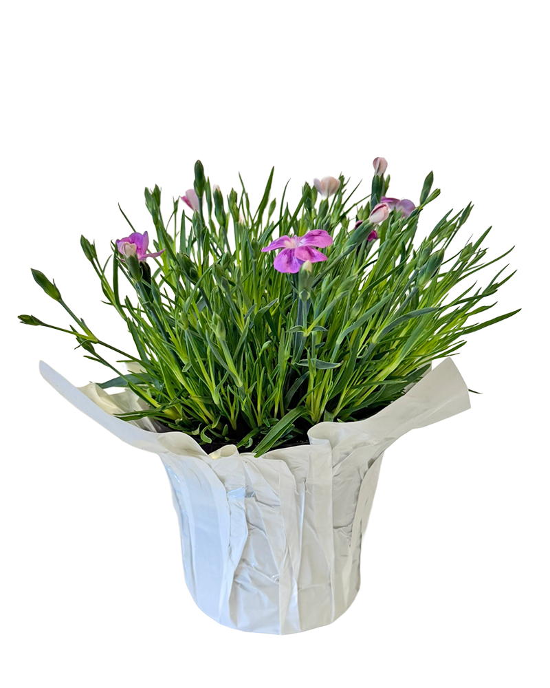 Pashmina� Pink White Dianthus 4"<br><i>Dianthus gratianopolitanus 'Pashmina Pink White'</br></i>