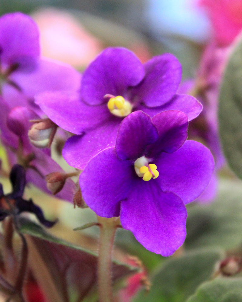 African Violet 2"