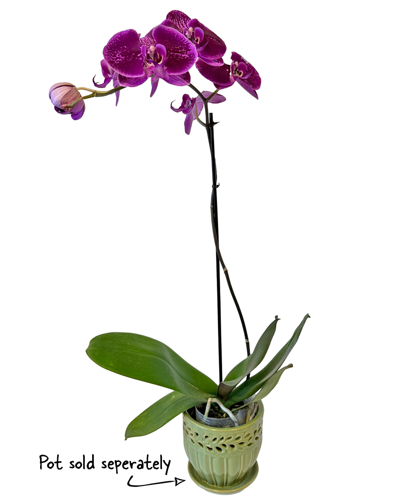 Orchid Phalaenopsis 5"