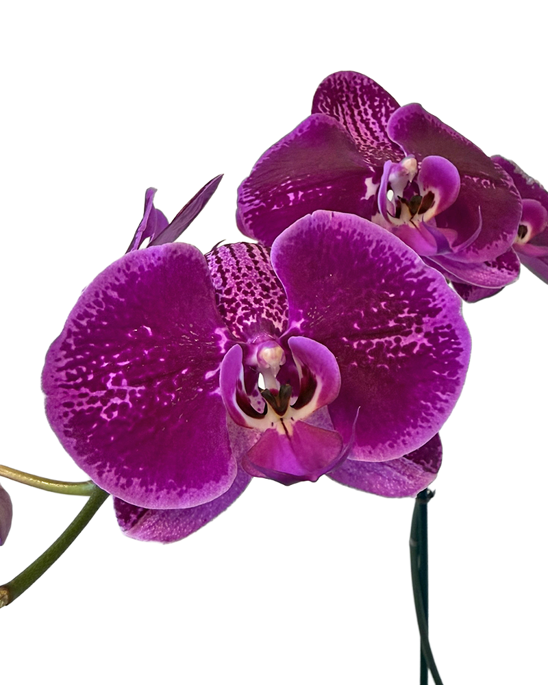 Orchid Phalaenopsis 5\"