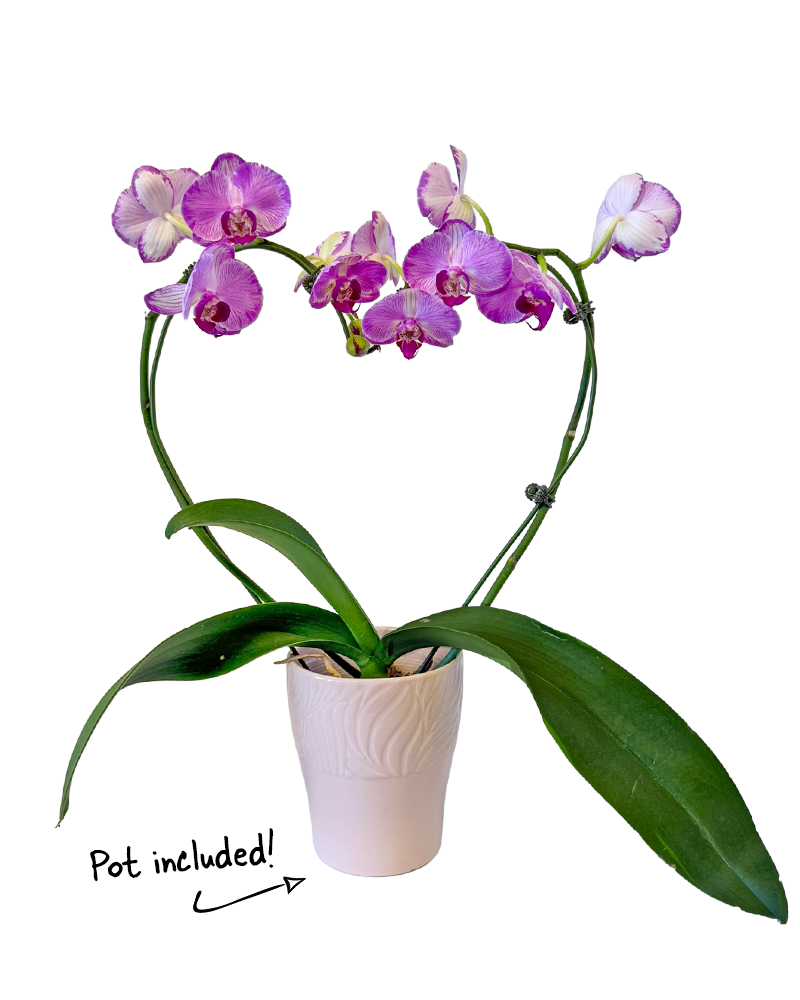 Orchid Phalaenopsis Heart 5"