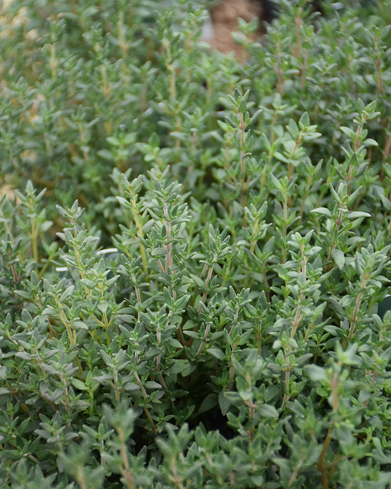 Thyme French 4"