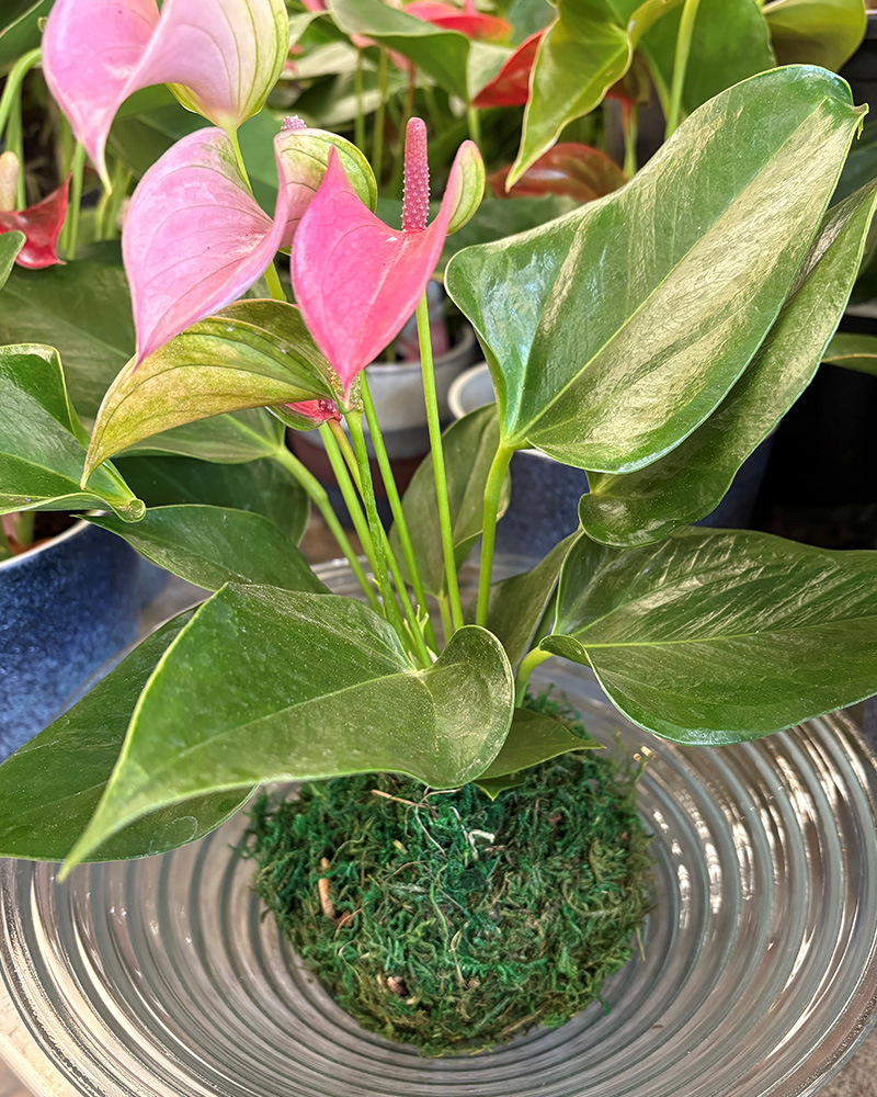 Anthurium Moss Bowl
