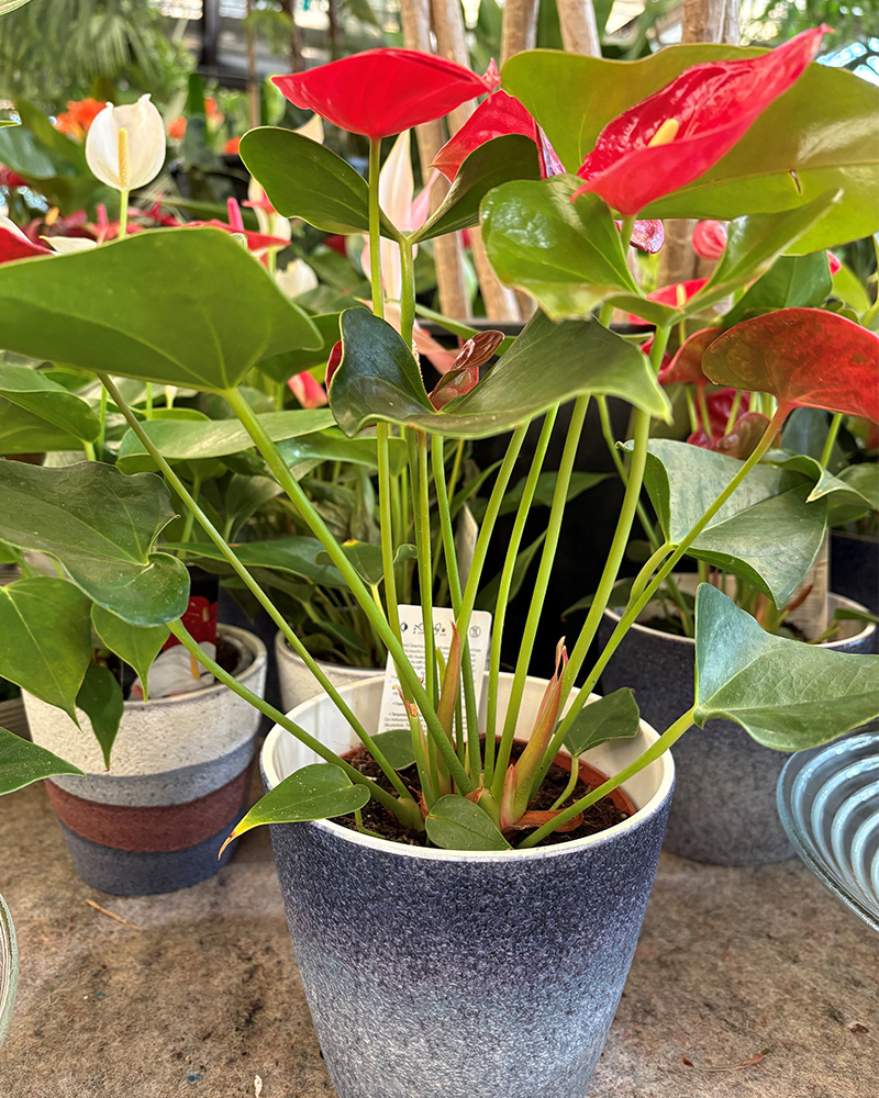 Anthurium in Stone Pot 5"