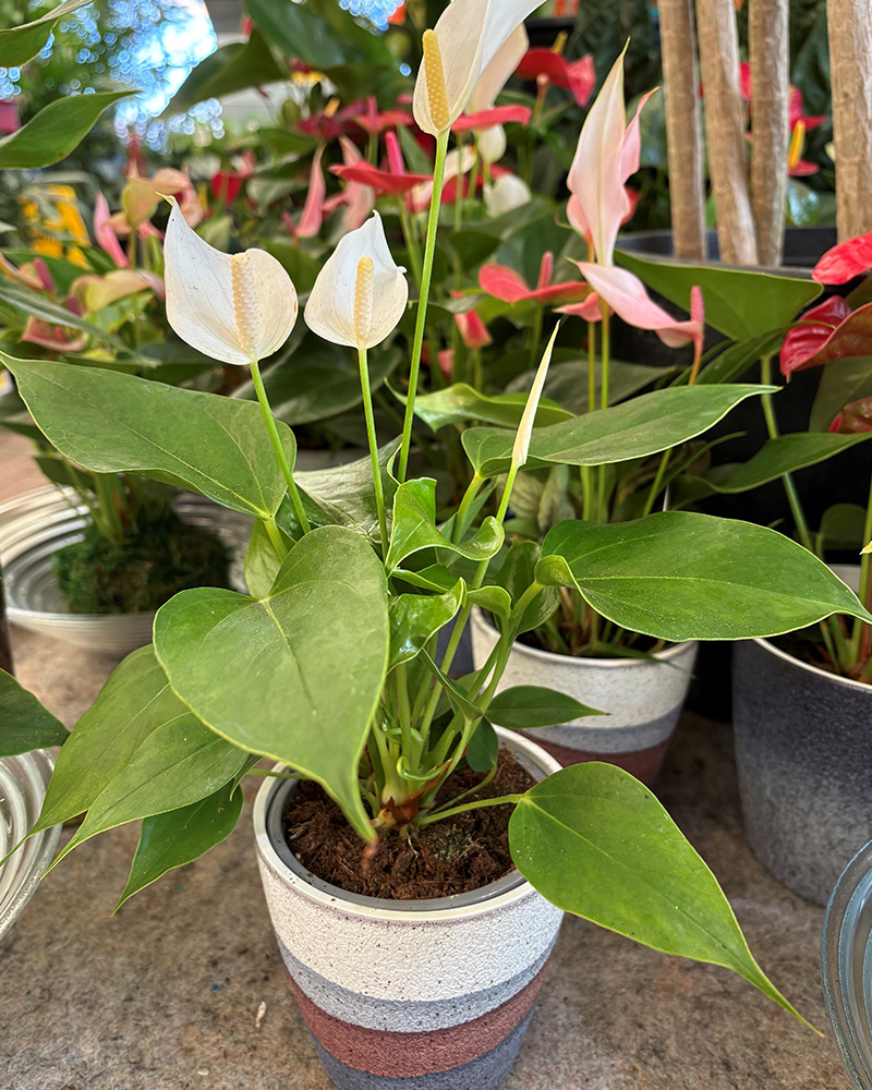 Anthurium in Stone Pot 4"