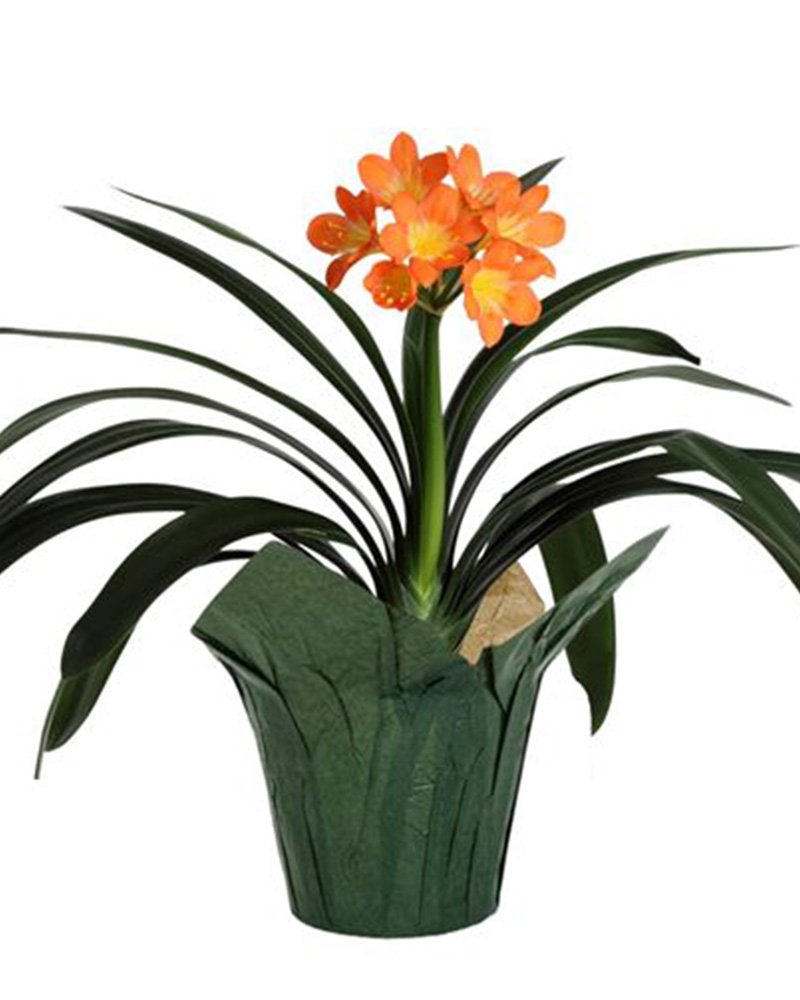 Clivia Miniata 6"
