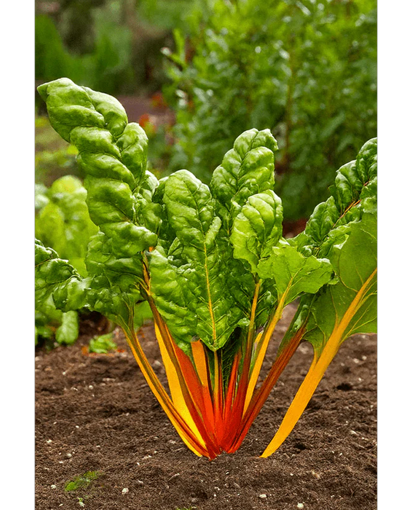 Rainbow Chard