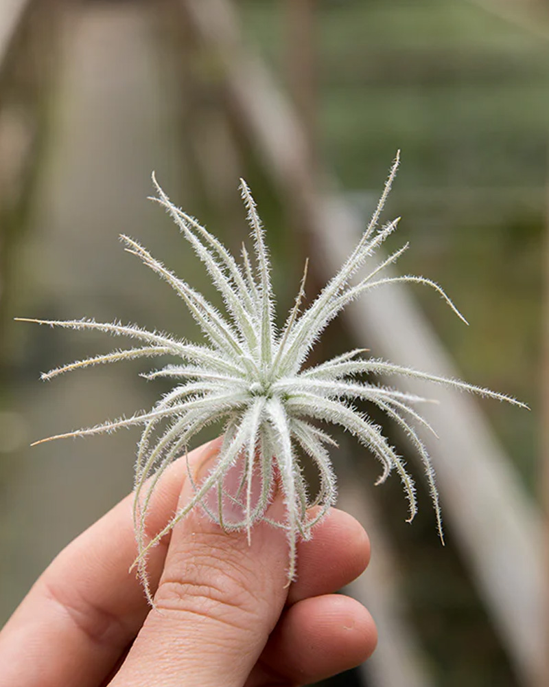 Tillandsia Tectorum XS 2"
