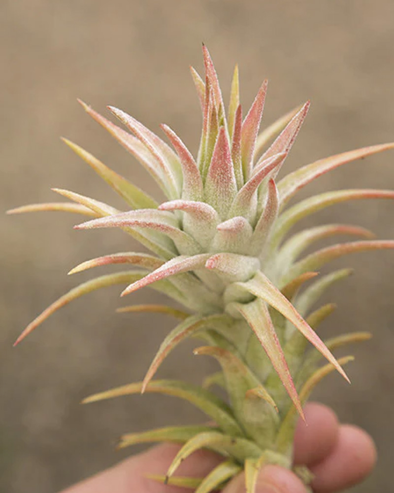 Tillandsia Ionantha Vanhyningii 3"