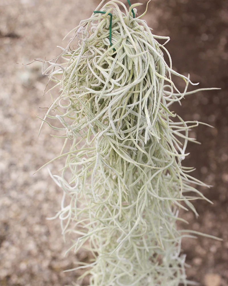 Tillandsia Usneoides Thick