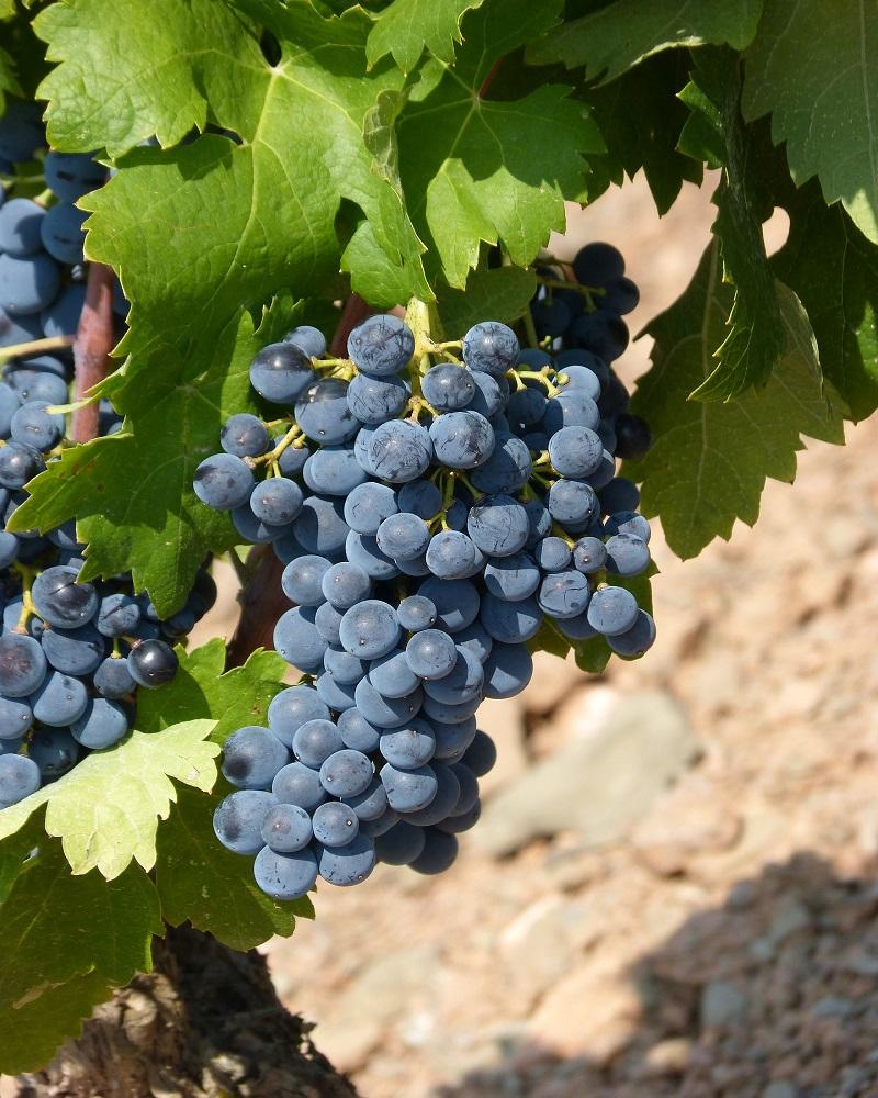 Concord Grape #5<br><i>Vitis 'Concord'</br></i>