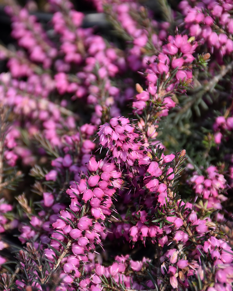 Springwood Pink Heath #1<br><i>Erica carnea 'Springwood Pink'</br></i>