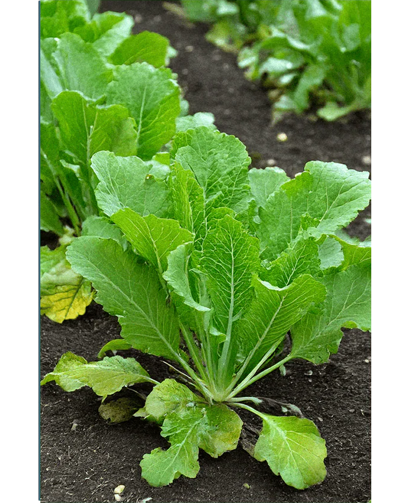 Mustard Greens