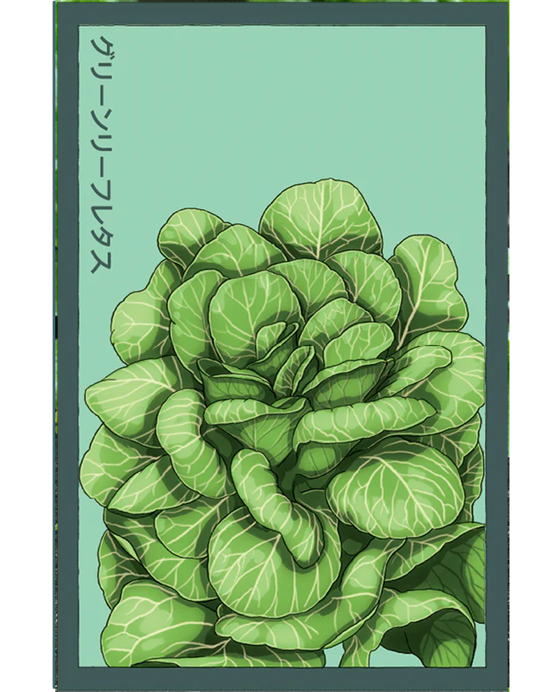 Green Leaf Lettuce