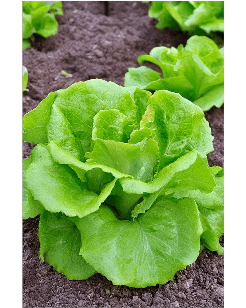 Green Leaf Lettuce