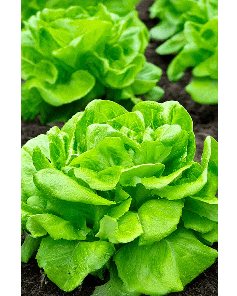 Butterhead Lettuce