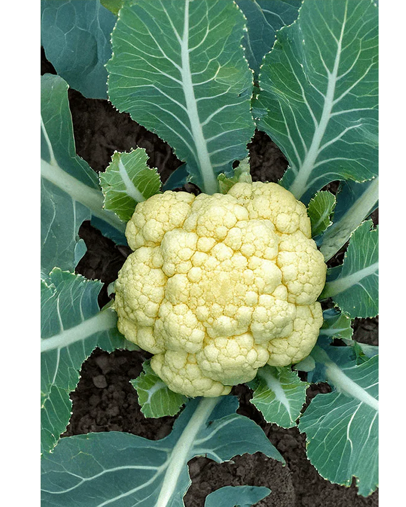 Cauliflower