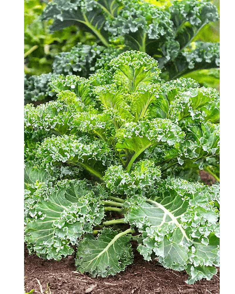Kale