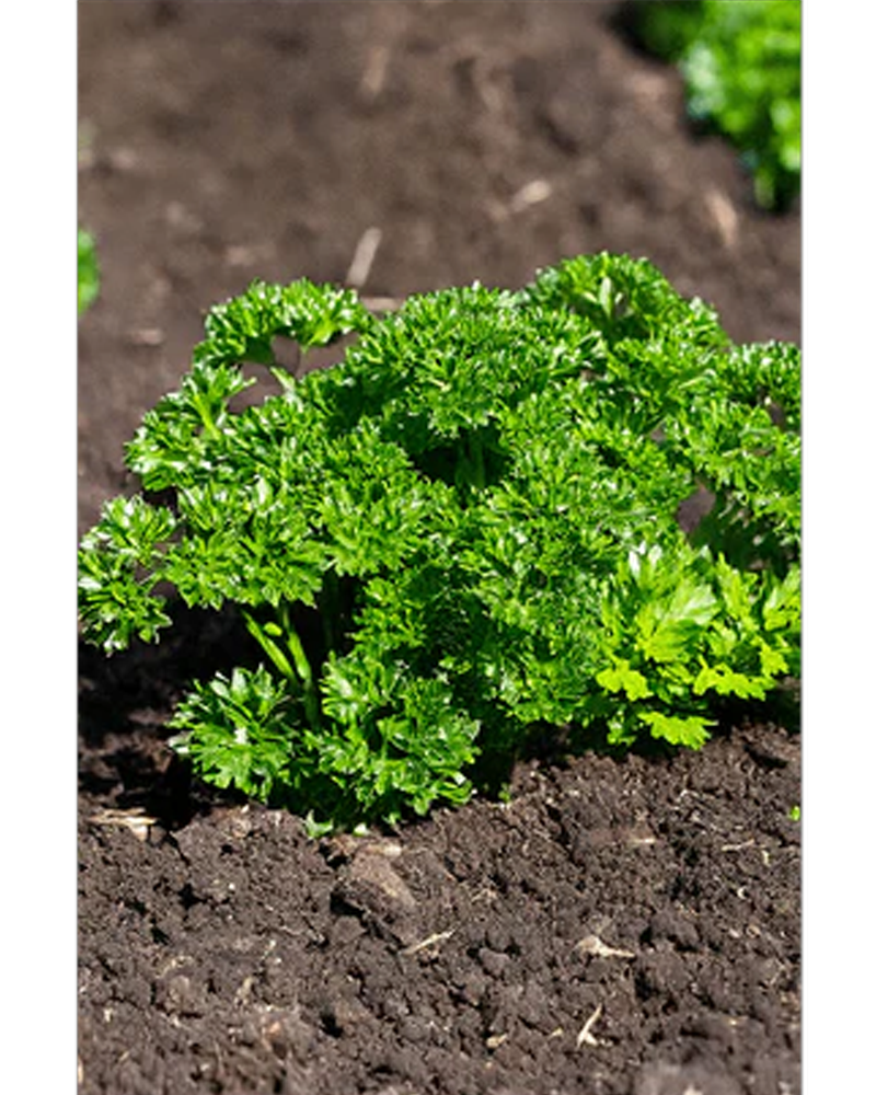 Parsley